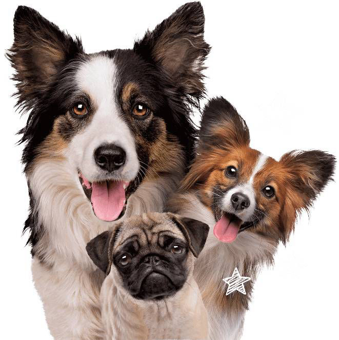 support and reduce your pups bad doggy breath. 